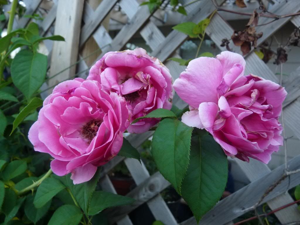  photo grandedame2.jpg